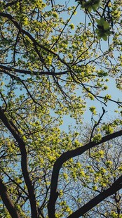 仰观新绿满枝的繁茂树木