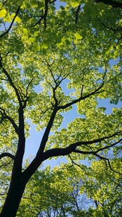 仰观枝叶繁茂的参天大树