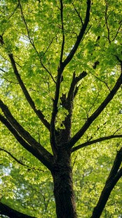 阳光下的葱郁大树