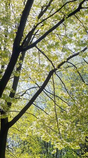 春日绿荫 新叶繁茂景象