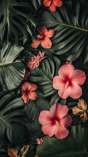 粉色扶桑花与绿叶背景图