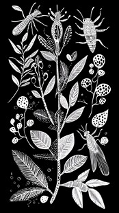 黑白植物昆虫手绘插画
