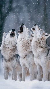 雪地中群狼仰头嚎叫