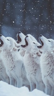 雪夜狼群仰头齐声长嚎