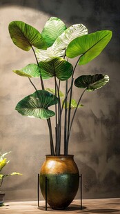 陶瓶中舒展的大叶绿植