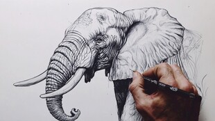 手绘大象过程展示