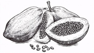 手绘木瓜写生图