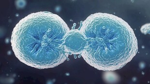 细胞分裂微观景象