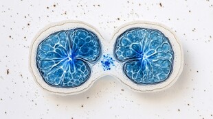 蓝色艺术切片陶瓷摆件