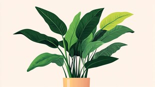 简约盆栽绿植插画