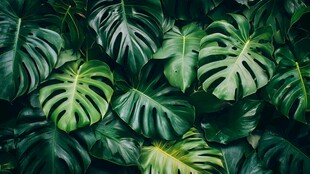 龟背竹叶的自然绿意景观