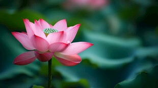 娇艳绽放的粉色荷花