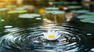 白莲滴露 泛起悠悠水韵