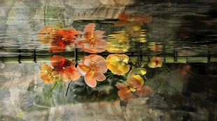 水中绽放的绚烂花朵