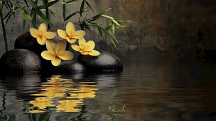 水中黄花朵与黑石相映