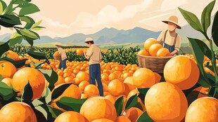 果农田间忙碌采摘柑橘