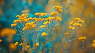 黄色小花绽放的美丽瞬间