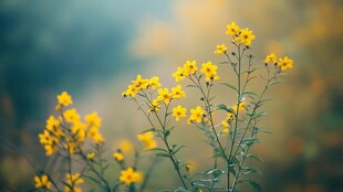 金黄小花绽放自然美景