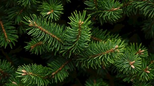 翠绿松针特写