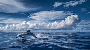 海豚跃出蔚蓝海洋瞬间