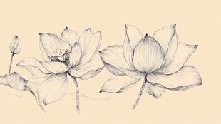 手绘素雅荷花线条图