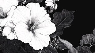 黑白扶桑花植物插画