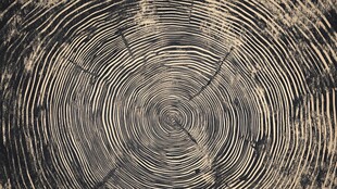 树桩年轮纹理特写