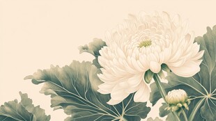 洁白菊花绽放