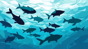 海洋中游动的群鱼景象