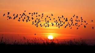 夕阳下群鸟翱翔的壮丽景象