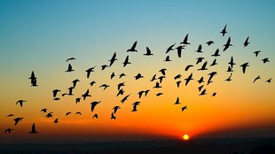 夕阳下群鸟翱翔的壮美瞬间