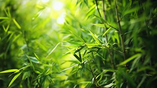 阳光照耀下的翠绿竹林