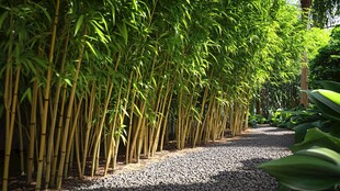 竹林小径 自然静谧之景