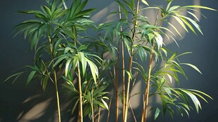 室内翠竹展现清新绿意