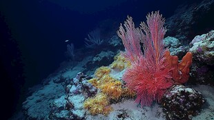 海底绚丽珊瑚景观