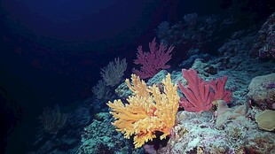 海底缤纷珊瑚景观