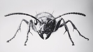 微距素描下的凶猛昆虫