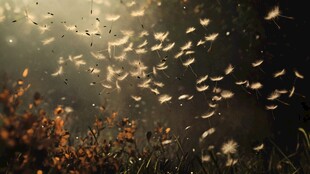 蒲公英在光影中轻盈飞舞