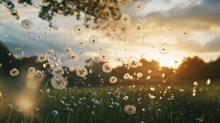 夕阳下飘飞的蒲公英美景