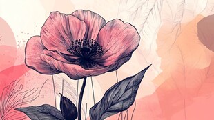 手绘粉色罂粟花插画