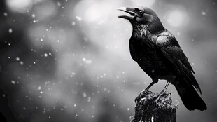 雪中孤鸦