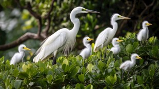 白鹭一家栖息于绿意丛中