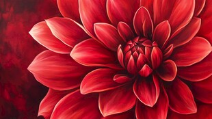 艳丽红大丽花特写