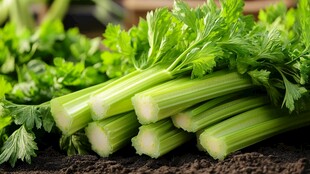 新鲜翠绿的芹菜蔬菜特写