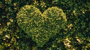 心形绿植 自然浪漫之景