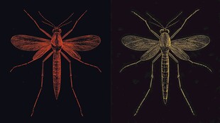 双视角蚊类标本展示图