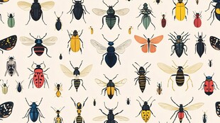 多样昆虫插画图案集合