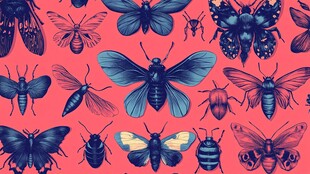 多彩昆虫图案背景设计