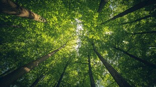 仰观茂密森林绿意盎然