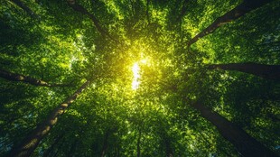 森林仰视图 阳光穿透绿荫